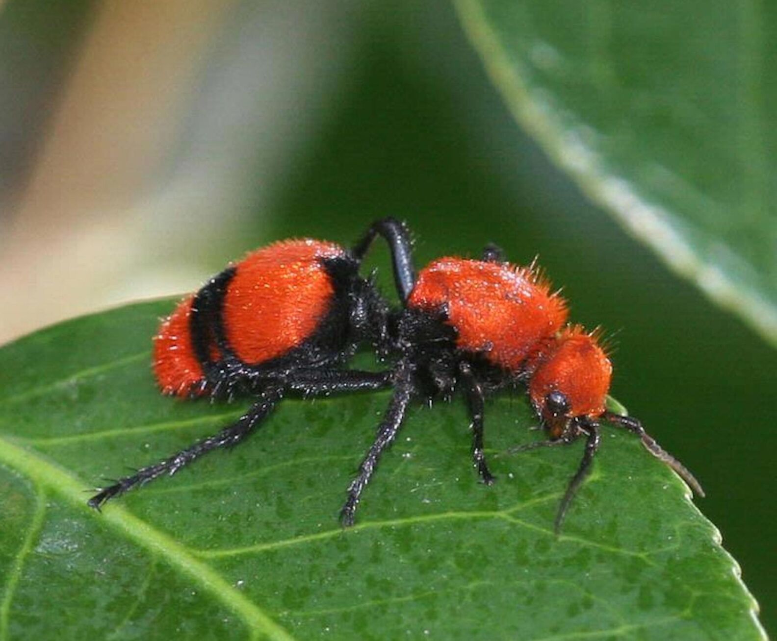 Master Gardener: Red Velvet Ant Packs A Powerful Sting