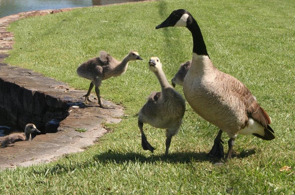 How Canada Goose Got so Popular