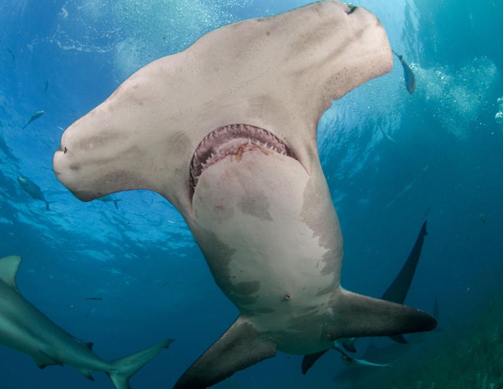 With Arrival Of Tv S Shark Week Unique Bull Sharks Remain Oklahoma Aquarium S Star Attraction Entertainment Tulsaworld Com