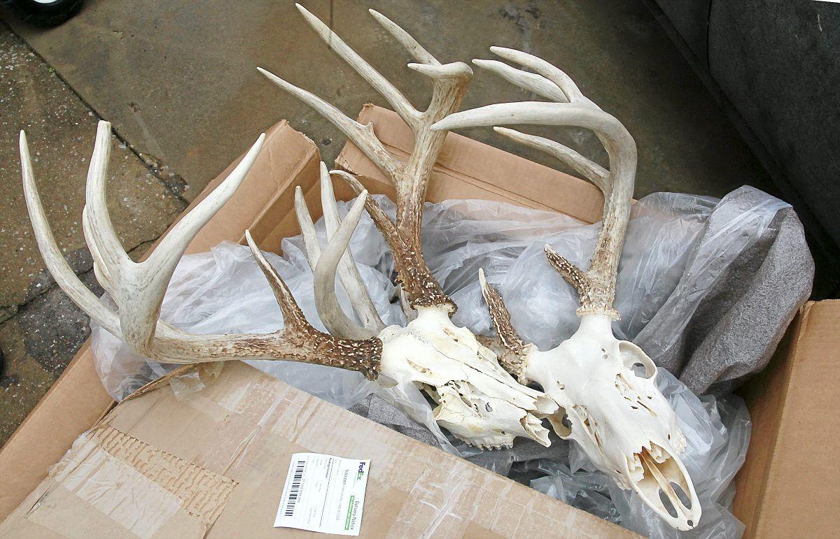 Former Broken Arrow man fined 11,356 for illegal sales of deer antlers