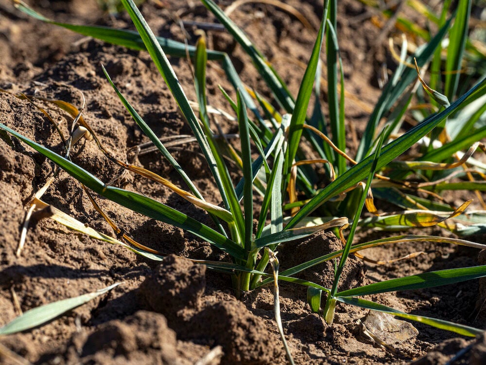Drought is causing wheat to appear short and sparse in fields across the state.