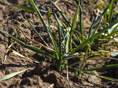 Drought is causing wheat to appear short and sparse in fields across the state.