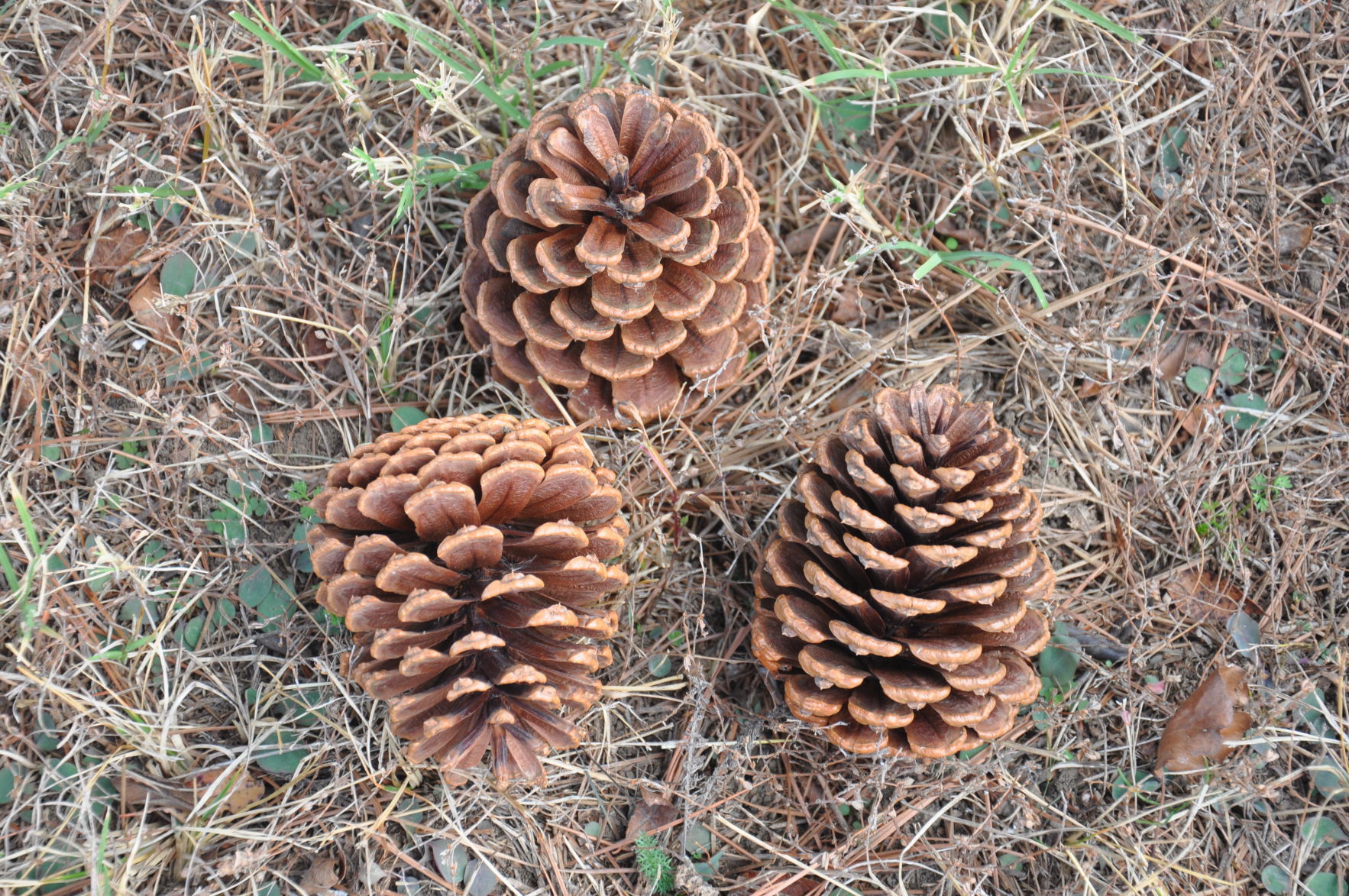 Pine cones open and close with the weather