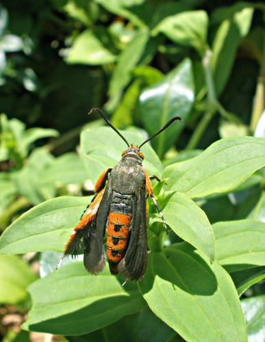 Cedar Moth Repellent, Mixed Shapes Natural Cedar Moth Insect