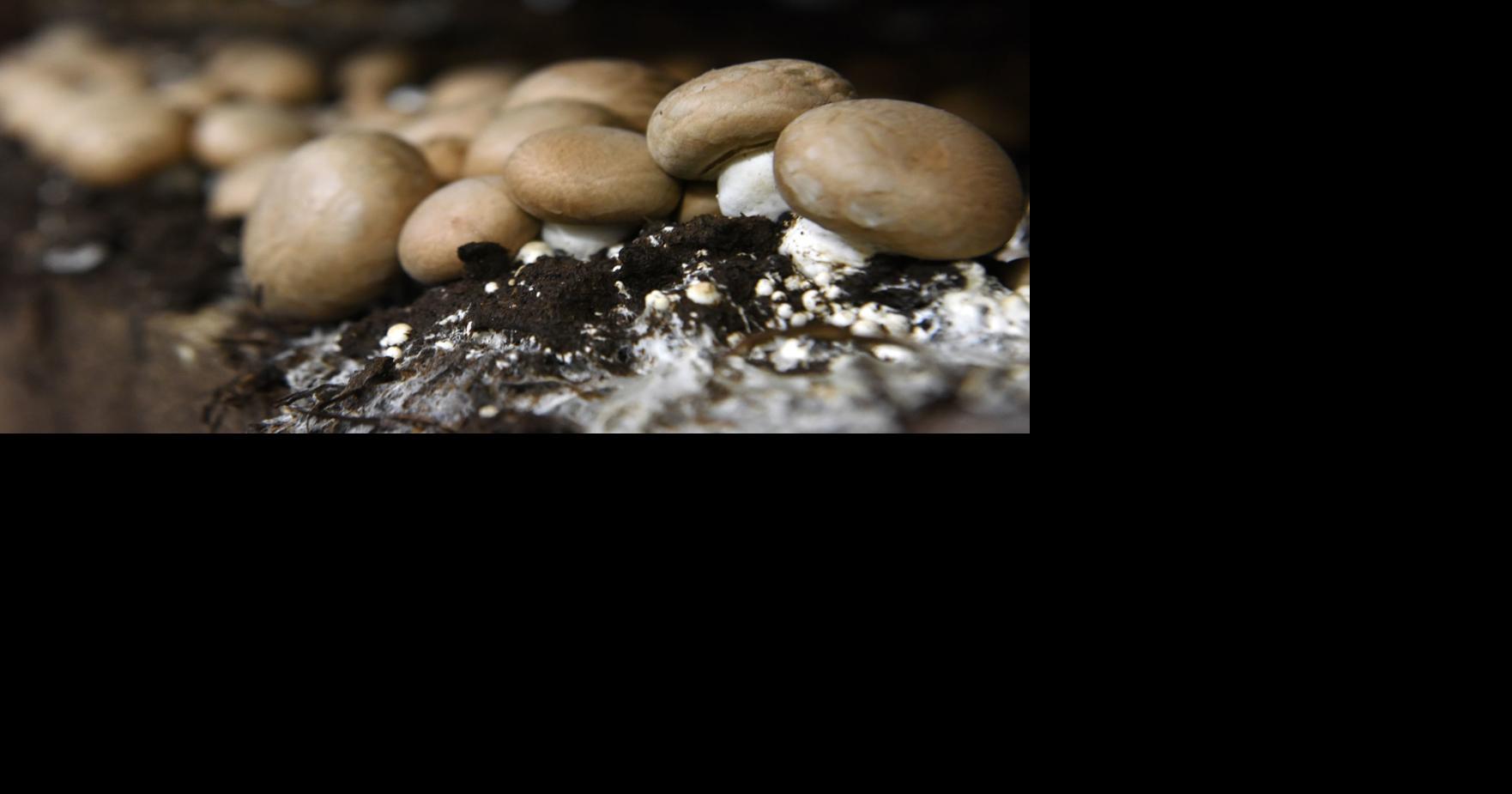 Freshness key for state's largest mushroom farm