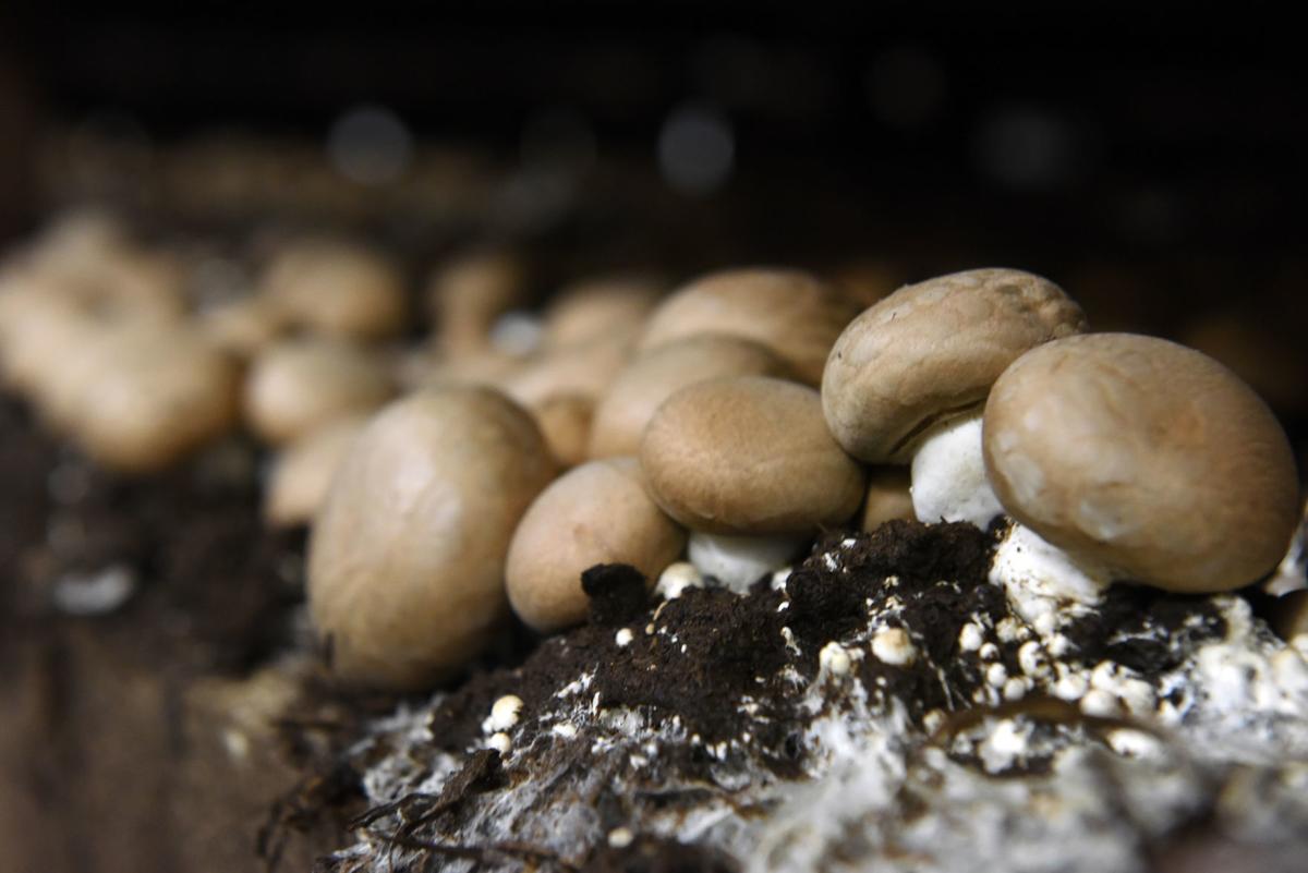 Freshness key for state's largest mushroom farm Business News