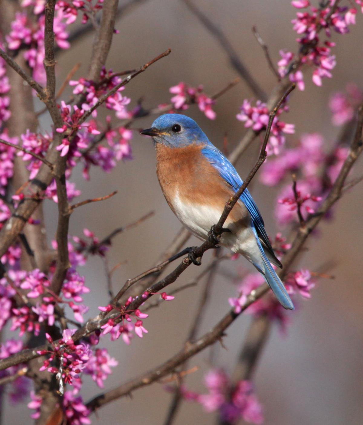 Photo Gallery: Bluebirds begin building their nest | Slideshows