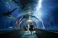 Oklahoma Aquarium sharks