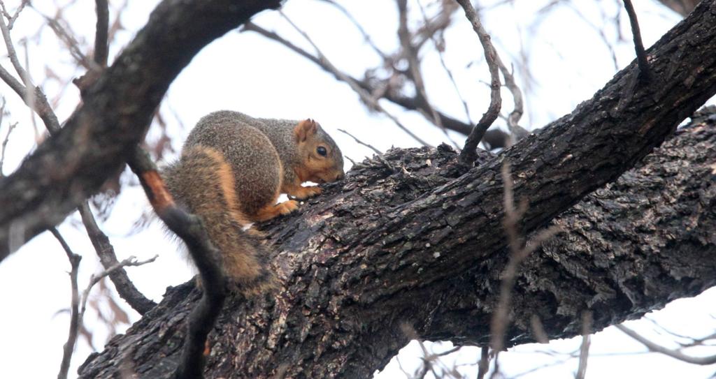 Kelly Bostian Late Season Squirrel Hunt Is Recipe For Bonding