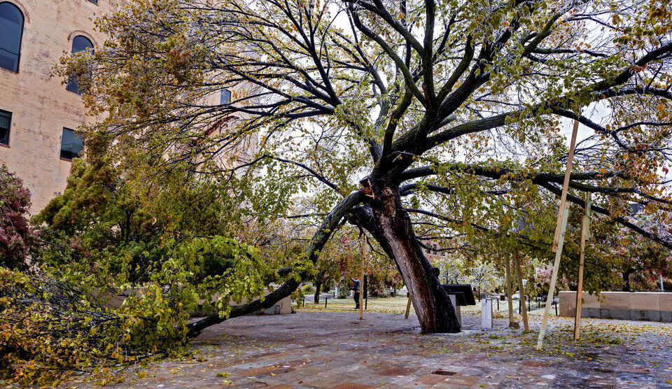 Survivor Tree at the Oklahoma City National Memorial damaged in ice storm