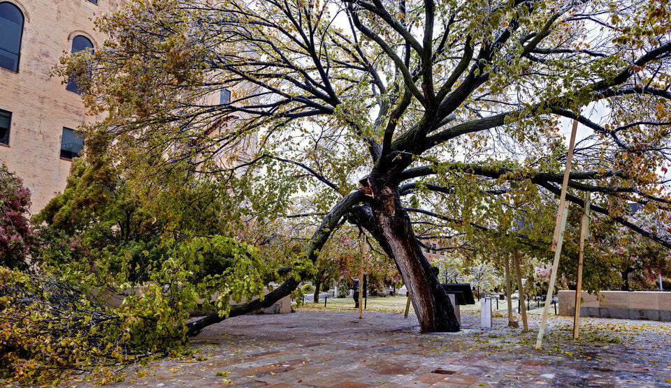 Survivor Tree at the Oklahoma City National Memorial damaged in ice storm