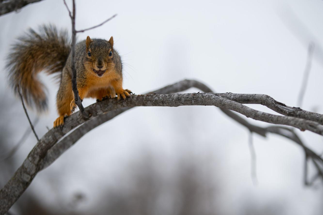 Acorns exist to produce oaks, and animals love them, too