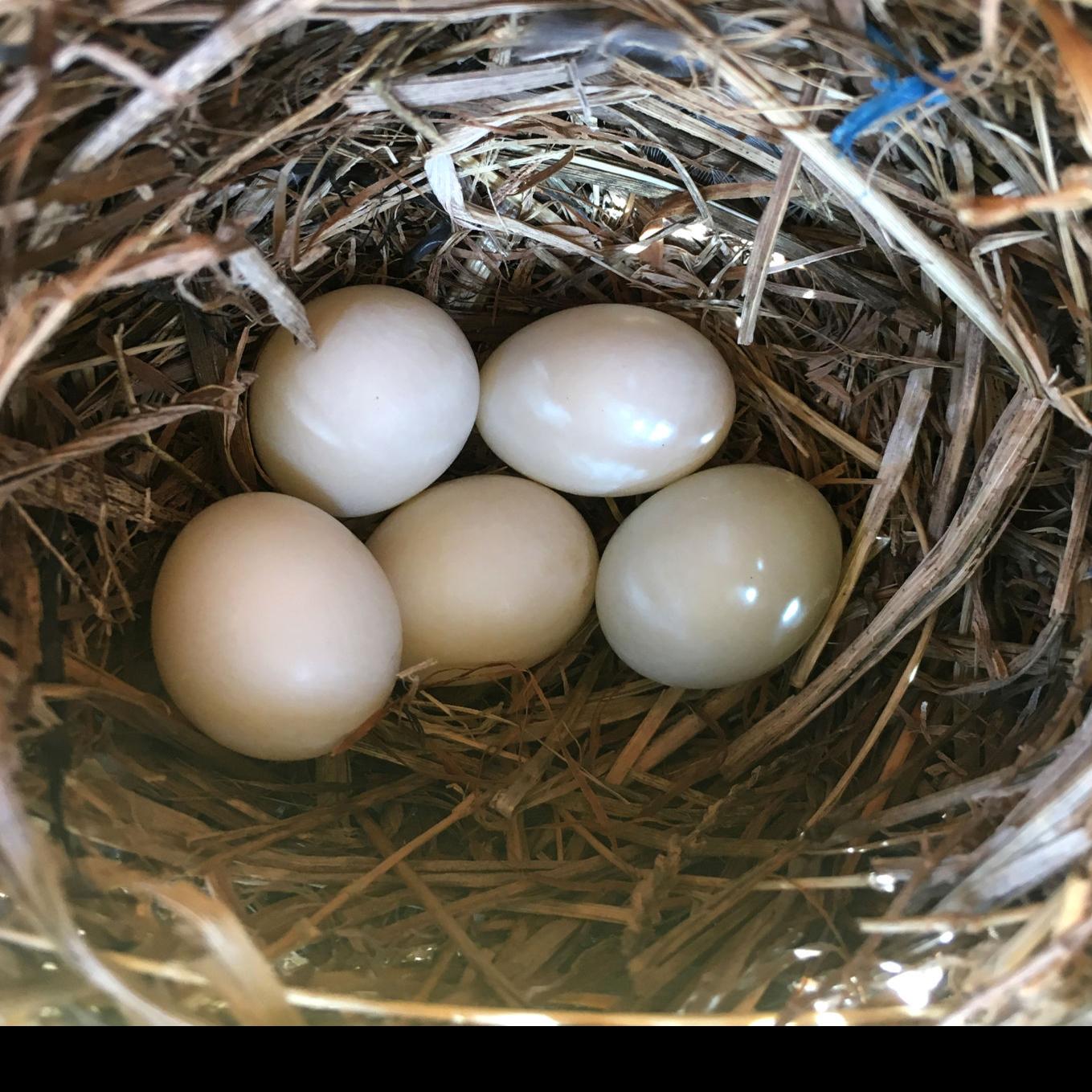 Bluebird Watch Five White Eggs A Not So Common Sight Sports News Tulsaworld Com