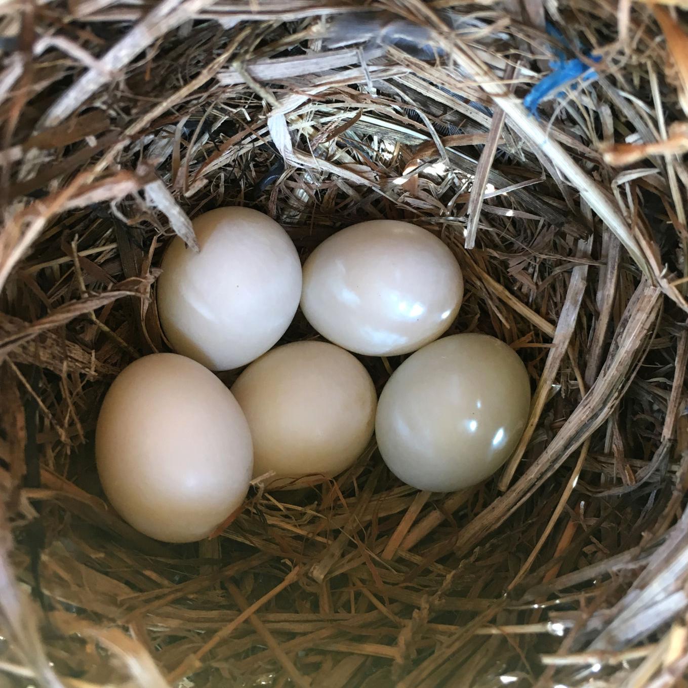 Bluebird Watch Five White Eggs A Not So Common Sight Sports News Tulsaworld Com Bluebird Watch Five White Eggs A Not So Common Sight Sports News Tulsaworld Com