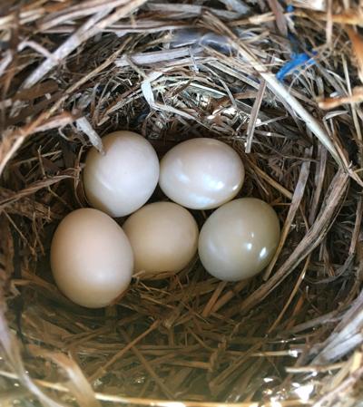 Bluebird Watch: Five white eggs a not-so-common sight | Sports News
