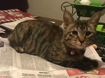 Ginnie Graham Surprised To Discover I M A Cat Person Opinion