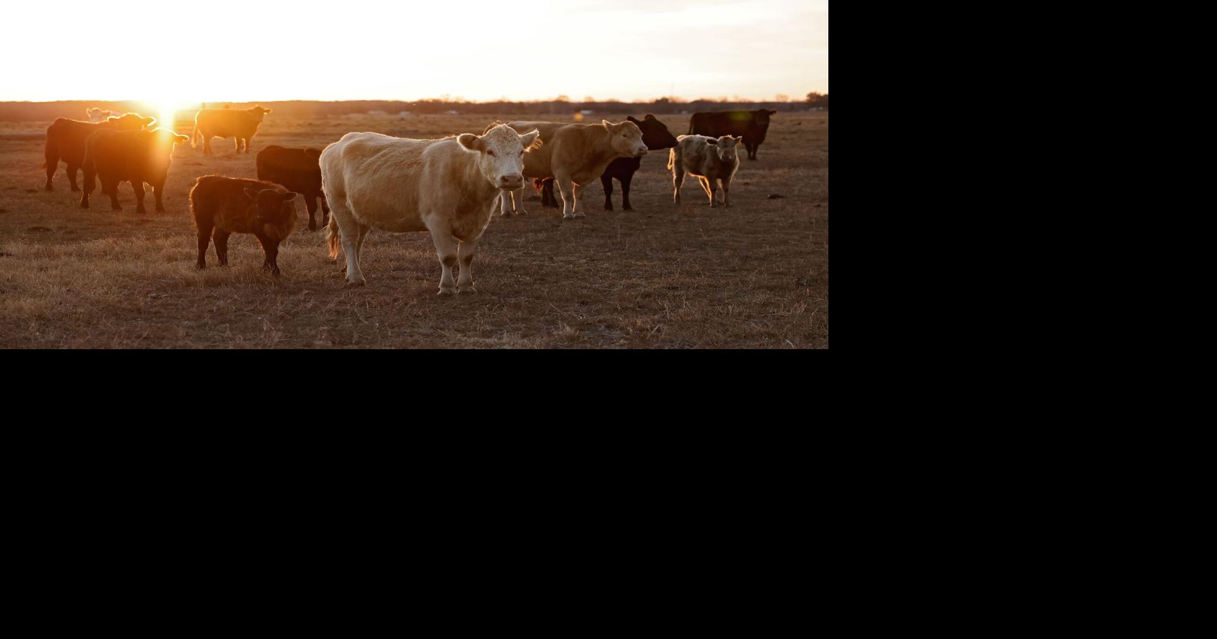 Eradicated screwworm found in Texas alarms ag officials, Oklahoma cattle industry