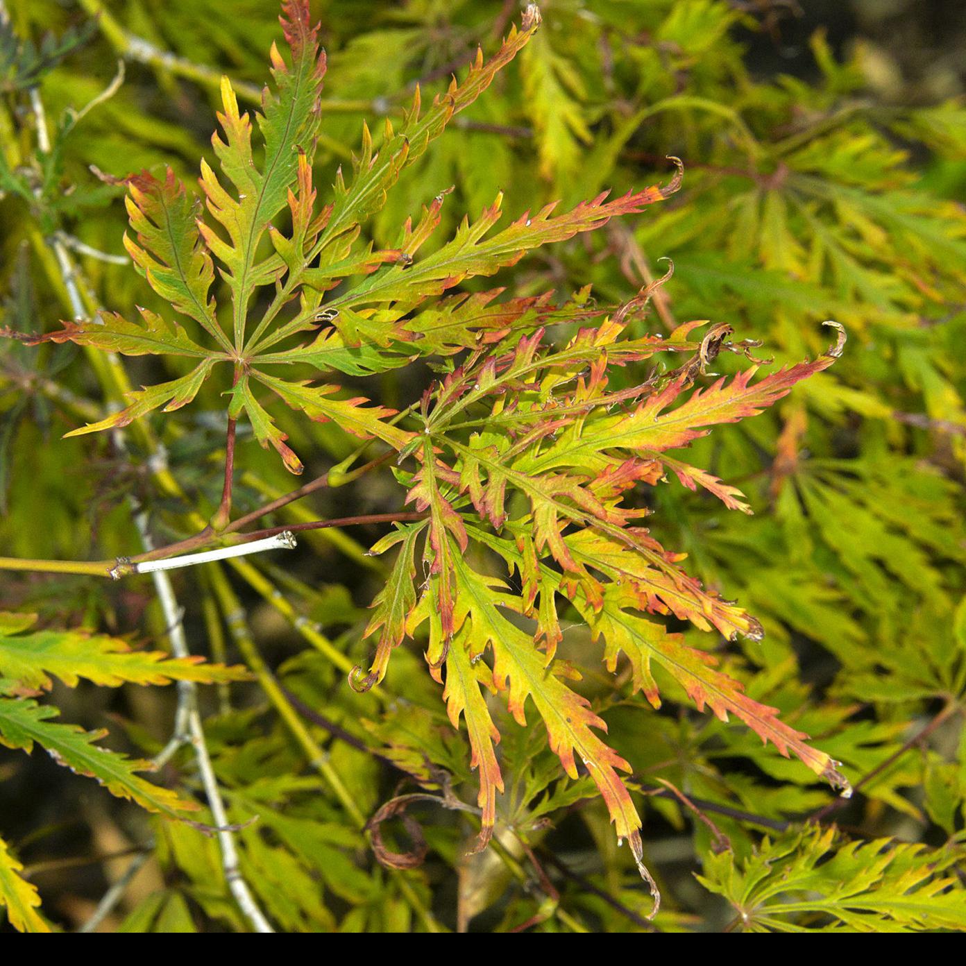 Master Gardener Leaf Scorch Seen On Area Trees Home Garden Tulsaworld Com