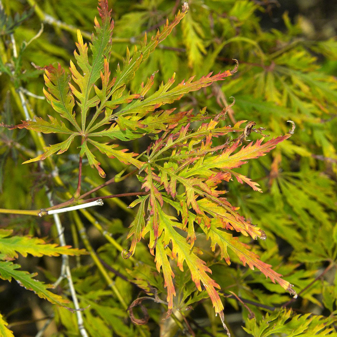 Master Gardener Leaf Scorch Seen On Area Trees Home Garden Tulsaworld Com Master Gardener Leaf Scorch Seen On Area Trees Home Garden Tulsaworld Com
