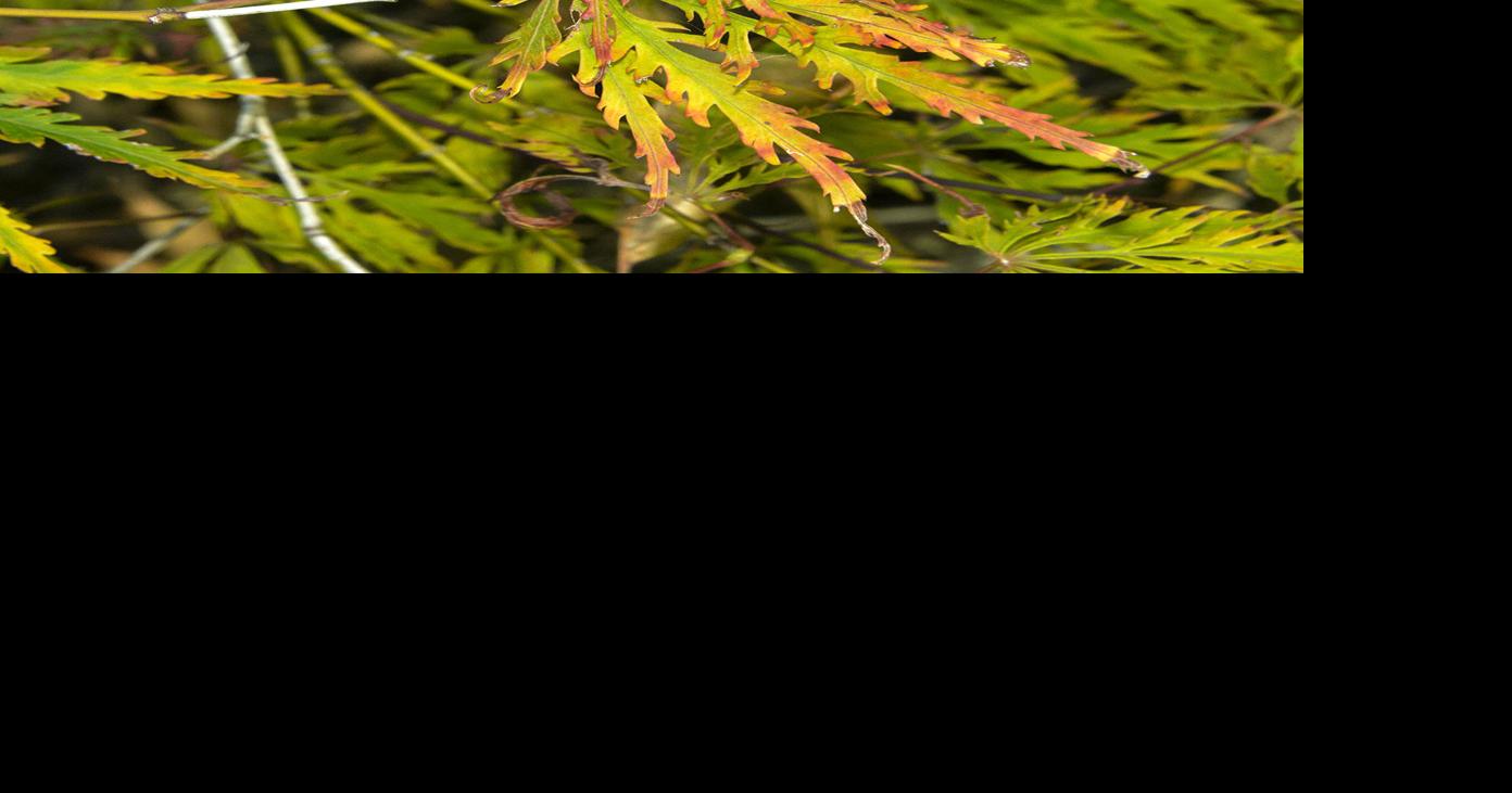 Master Gardener Leaf Scorch Seen On Area Trees Home Garden Tulsaworld Com