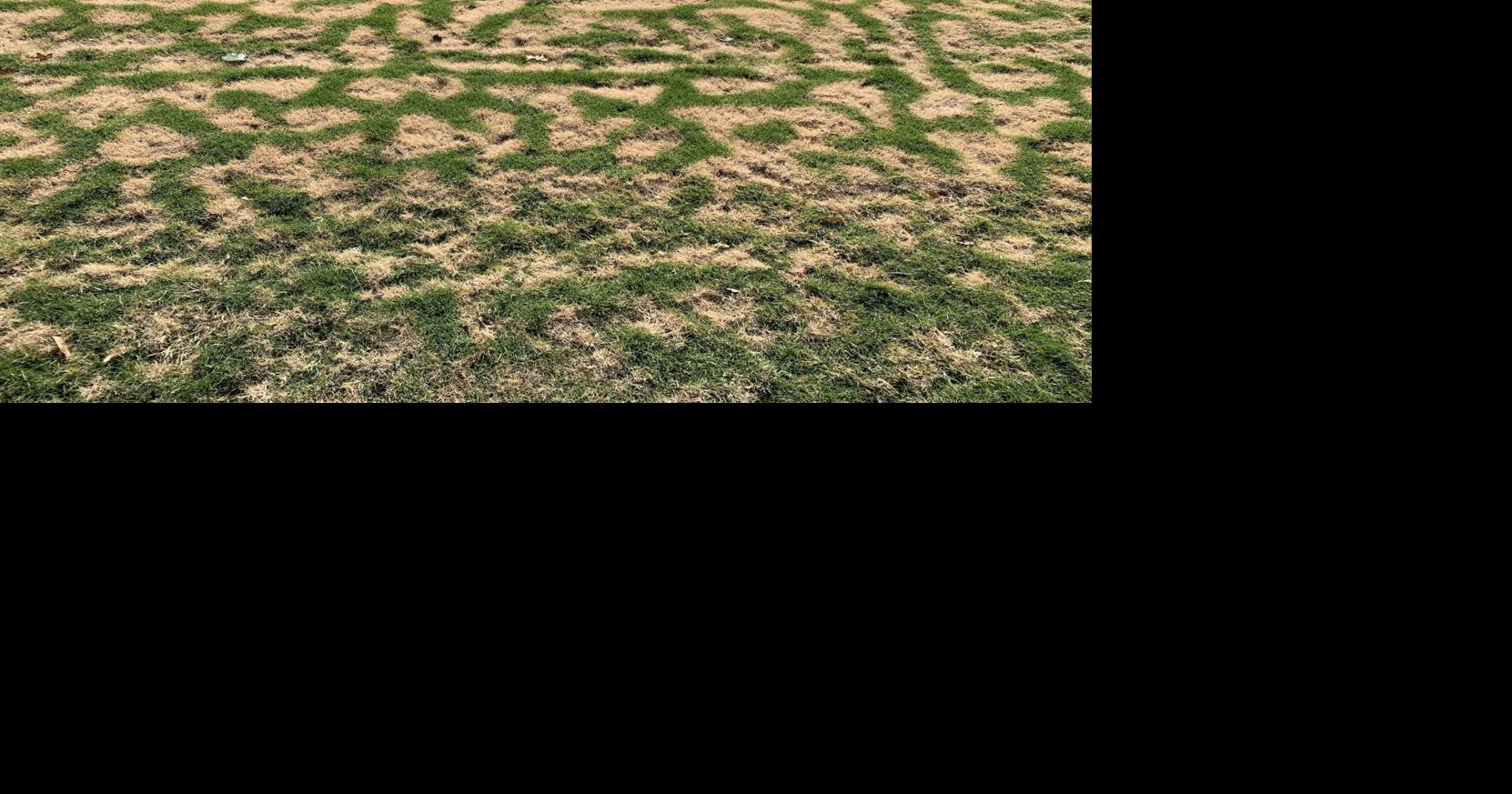 Master Gardener: Seeing strange patterns and swirls in your grass?