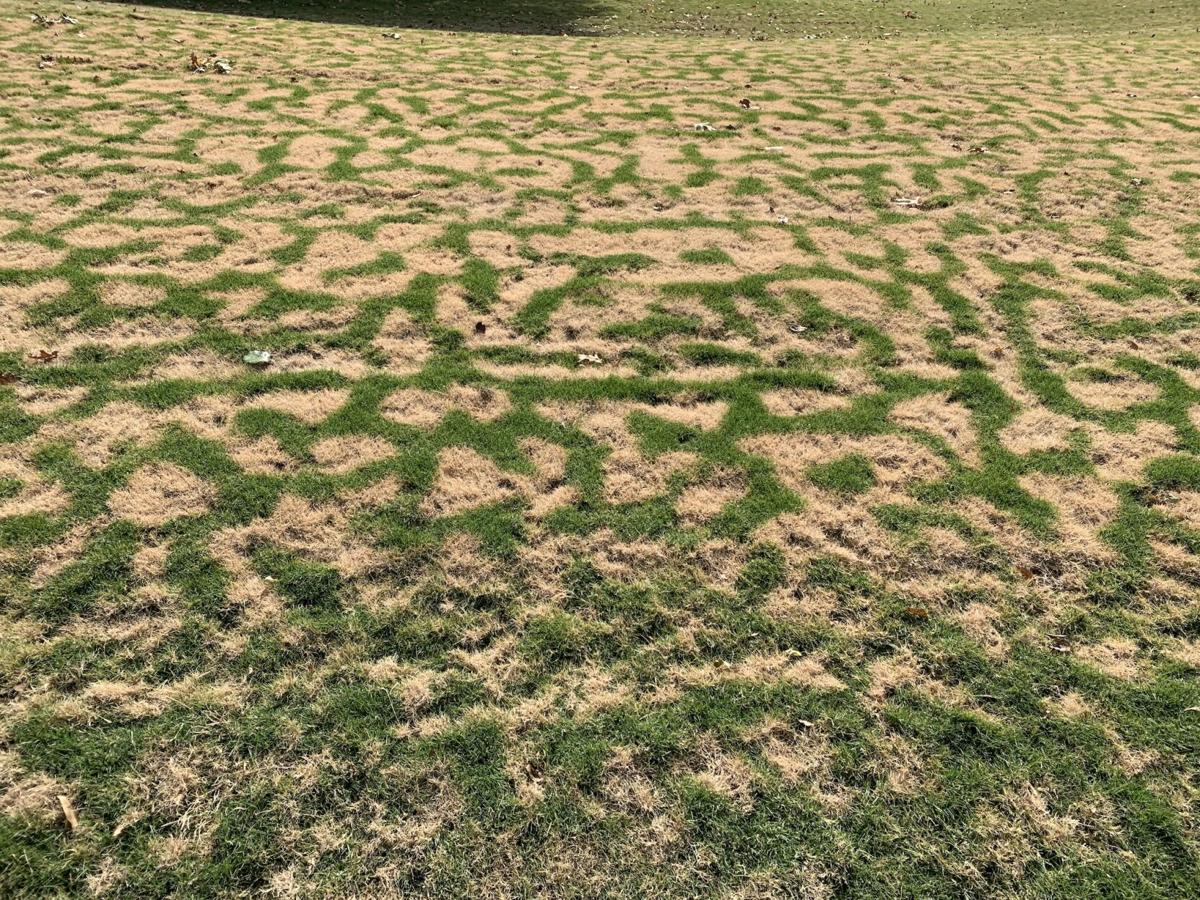 Unusual grass pattern