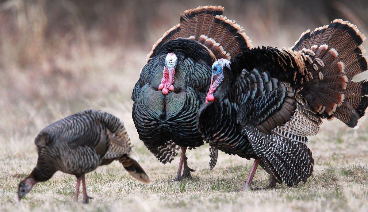 Jack Morris Pro Tip Tune up now, turkey season will be here before you