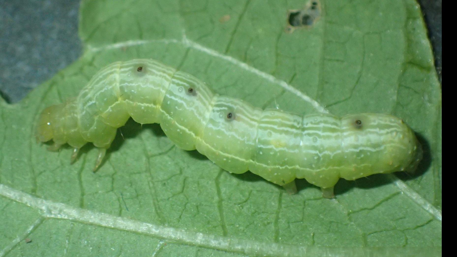 Master Gardener Catch The Dreaded Cabbage Looper Before They Attack Your Veggies Home Garden Tulsaworld Com