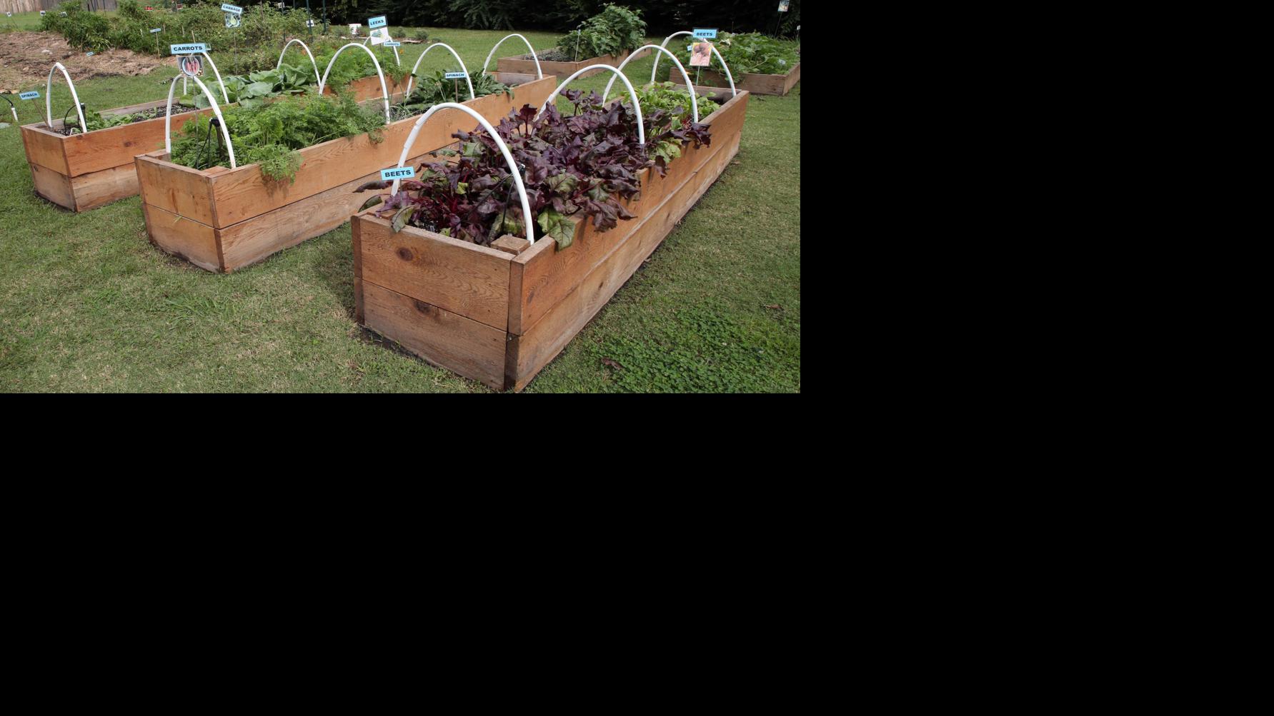 Learn Gardener: Lifted-bed gardening has quite a few added benefits | Property & Back garden
