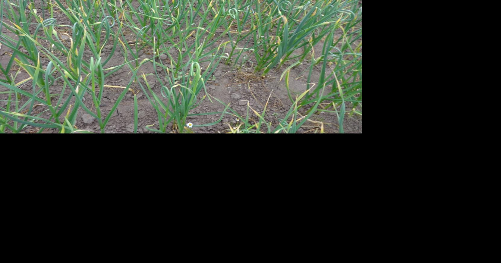 Master Gardener: Get garlic growing now for a June harvest