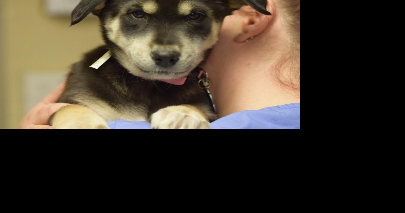 Skiatook Paws and Claws Pet of the Week Loretta Lynn