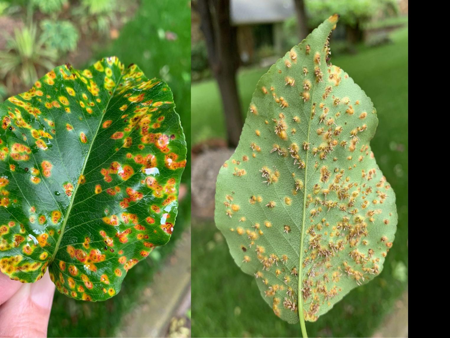 Master Gardener Cool Moist Spring Perfect For Fungal Diseases In Plants Home Garden Tulsaworld Com