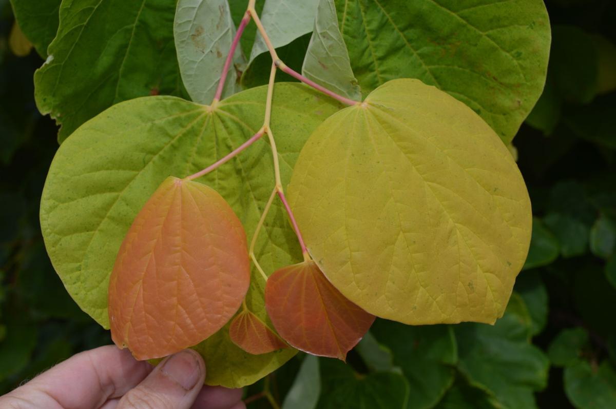 Barry Fugatt Rising Sun Redbuds Thriving In Tulsa Home Garden