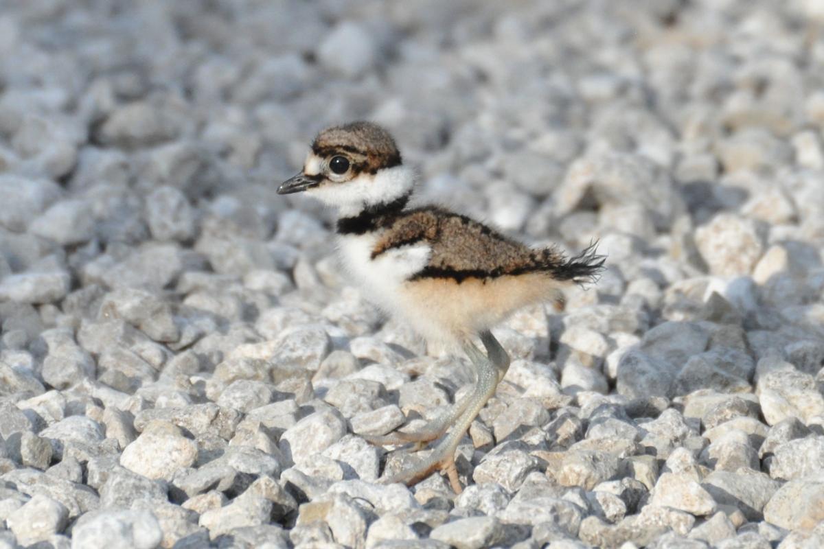 Nature Note Killdeer Eggs Hatch News Tulsaworld Com