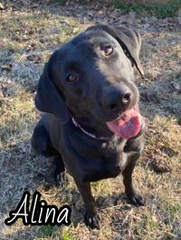 Alina
