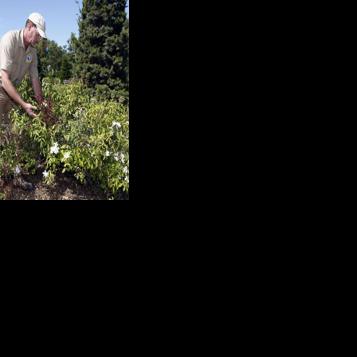 Rose disease killing hundreds of bushes at Tulsa Rose Garden
