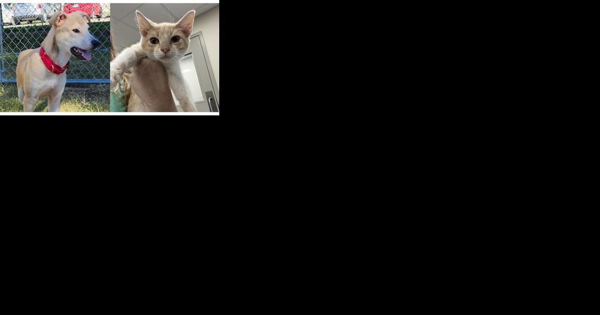 Pawsitively adorable: Meet 43 adoptable dogs and cats looking for love in the Tulsa area - Vimarsana News