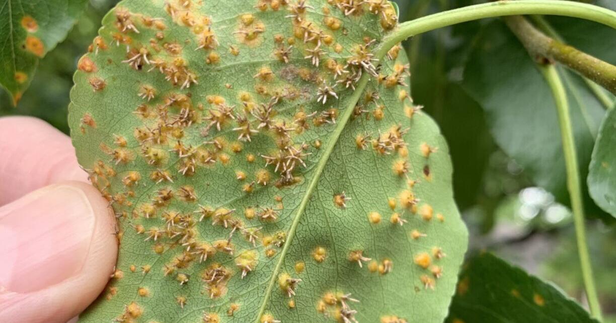 Tips for preventing rust disease from spreading - Vimarsana News