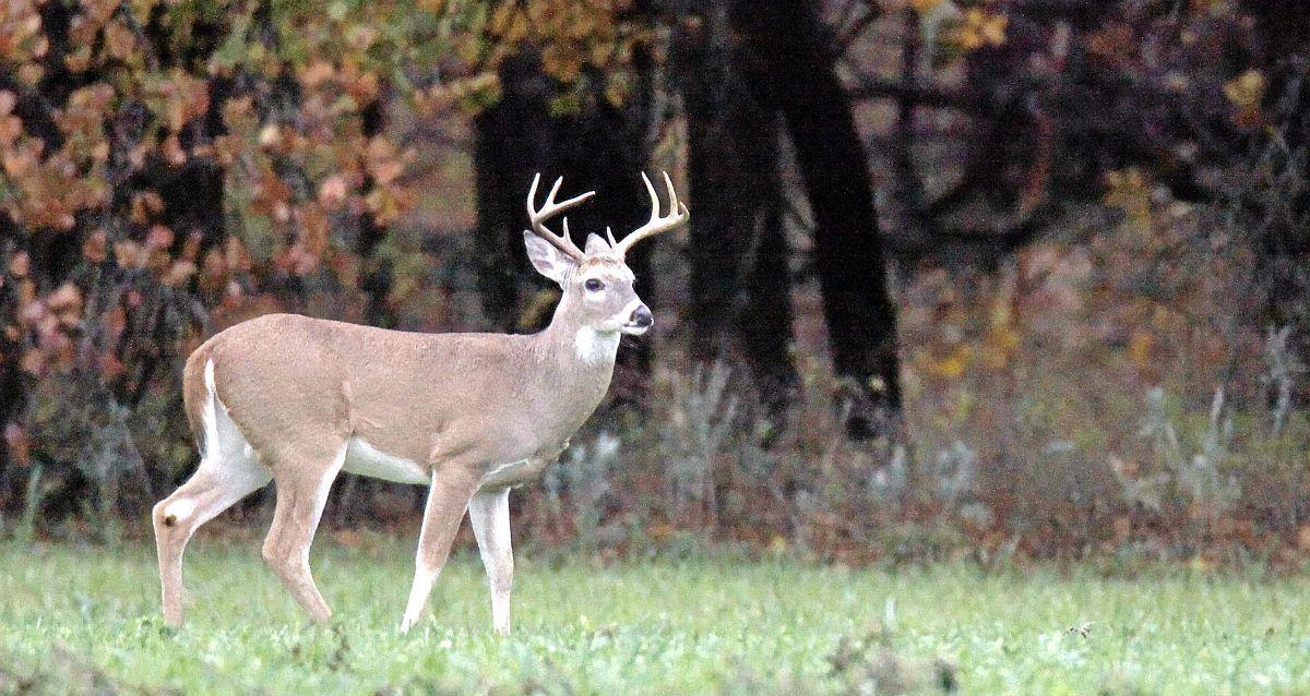 Jack Morris Pro Tip Acorns, ag fields key for youth deer season