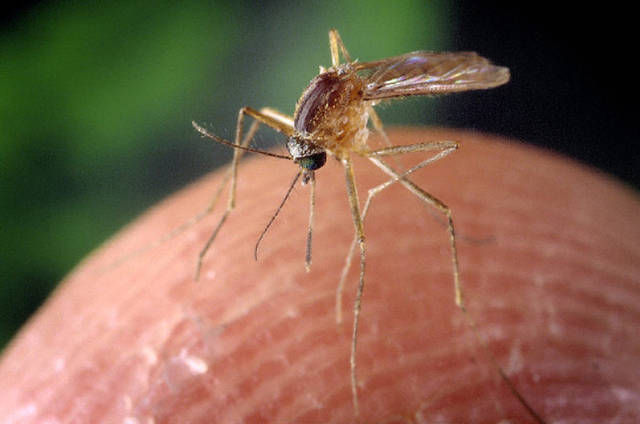 Culex quinquefasciatus mosquito courtesy (copy)