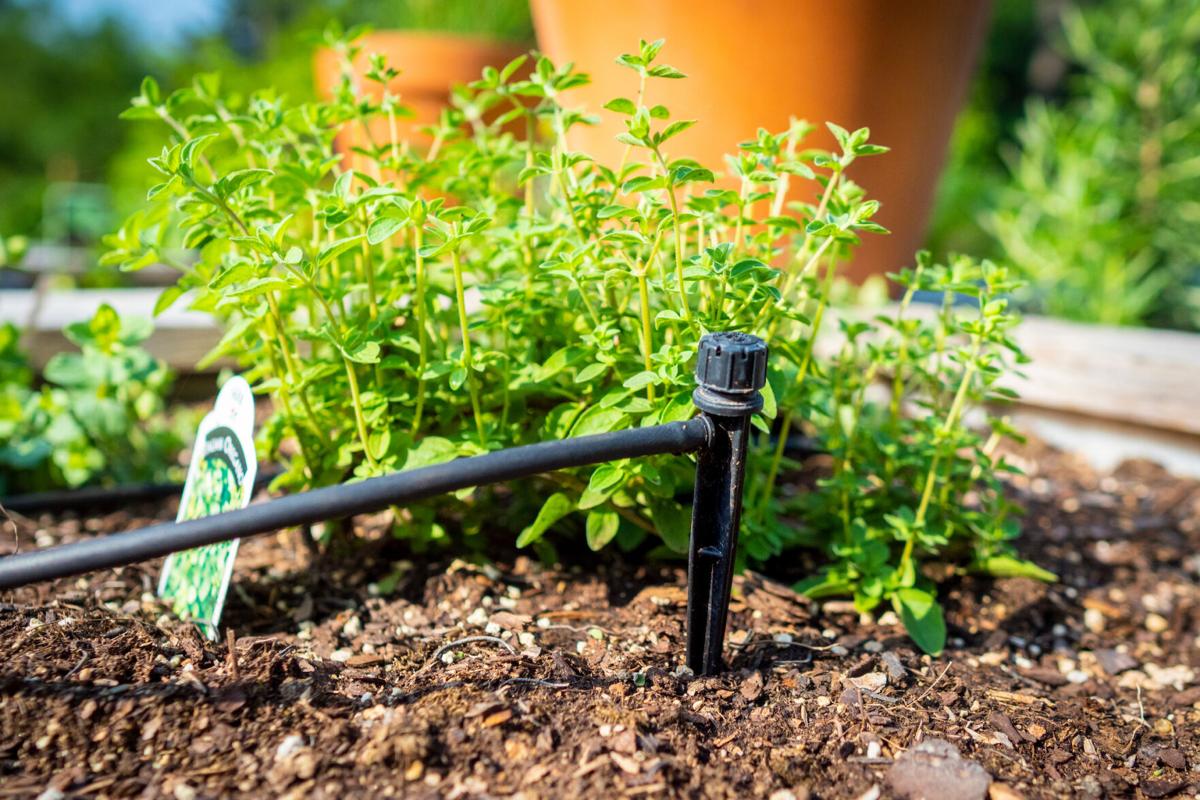 master gardener how much water does my garden need garden landscape tulsaworld com