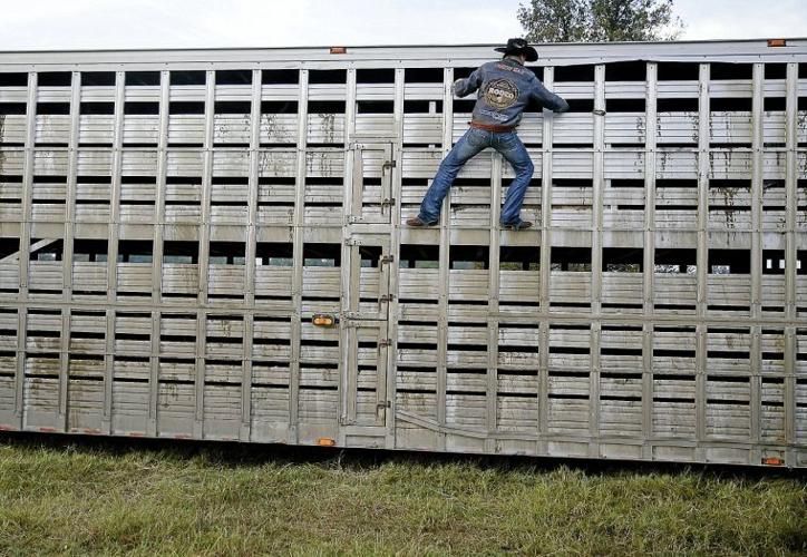 Bison return to the Cherokee Nation to resurrect ancient traditions