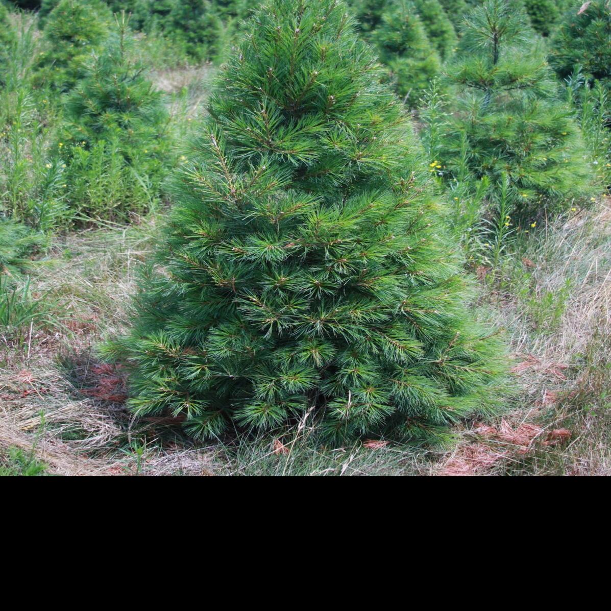 Master Gardener Tips For Selecting A Live Christmas Tree Home Garden Tulsaworld Com