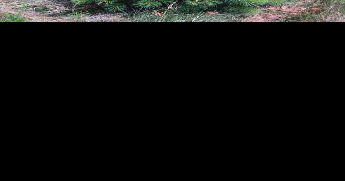 Master Gardener: Tips for selecting a live Christmas tree | Home & Garden