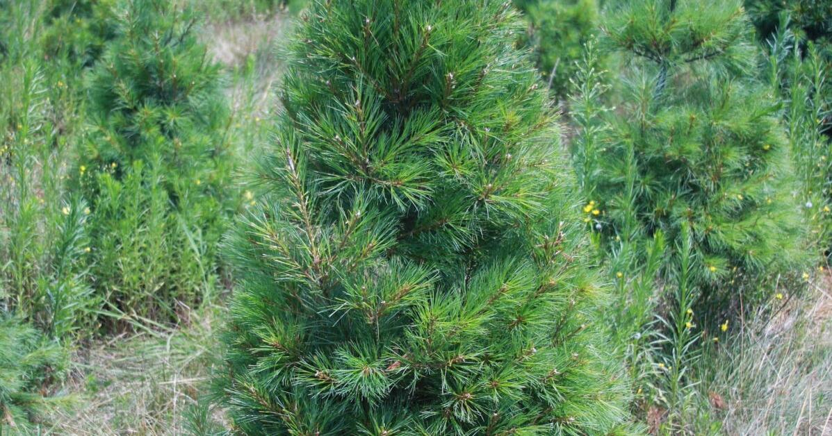 Master Gardener: Tips for selecting a live Christmas tree | Home & Garden Master Gardener: Tips for selecting a live Christmas tree | Home & Garden