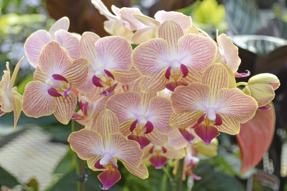 Barry Fugatt Believe It Or Not Gorgeous Moth Orchids Are Easy To Grow Home Garden Tulsaworld Com