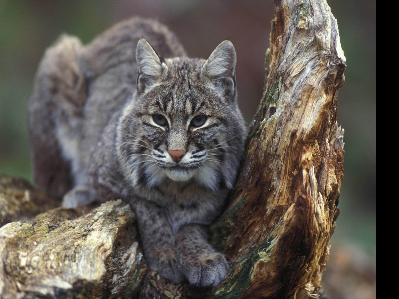 Bobcats Secretly Prowling Residential Tulsa Streets Another Predator To Note Latest Headlines Tulsaworld Com