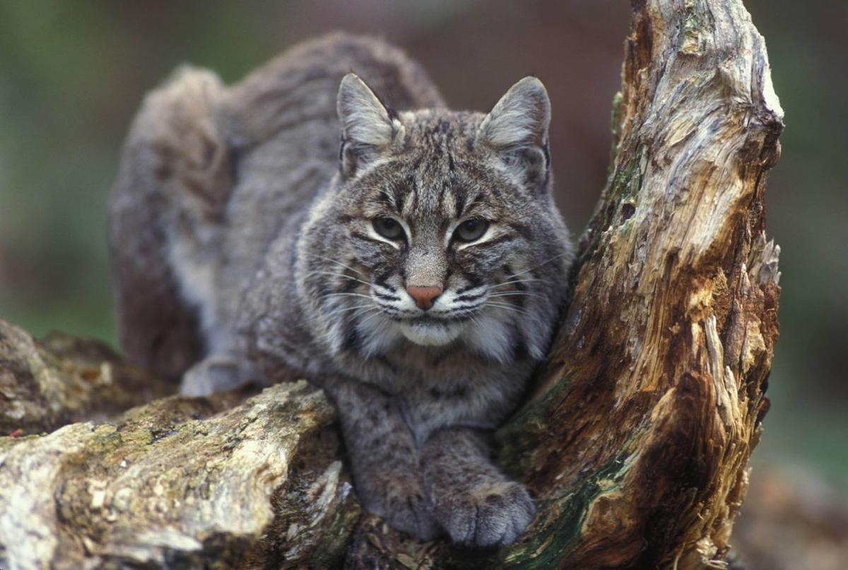 Bobcats Secretly Prowling Residential Tulsa Streets Another Predator To Note News Tulsaworld Com
