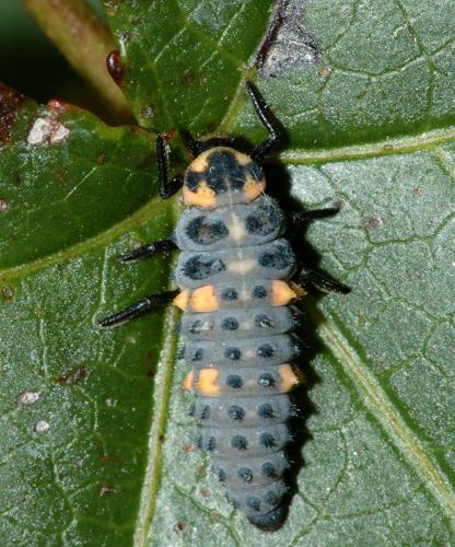 larval lady beetle