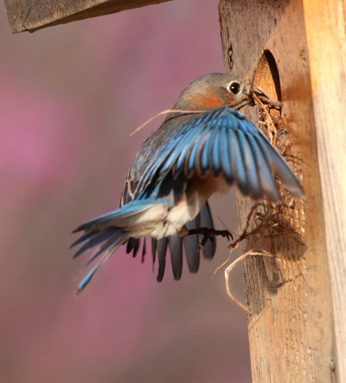 Photo Gallery Bluebirds begin building their nest Sports